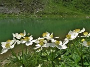 48 Bianchi  Anemonastrum narcissiflorum (Anemone narcissino) risaltano sul verde  acqua del Lago Branchino